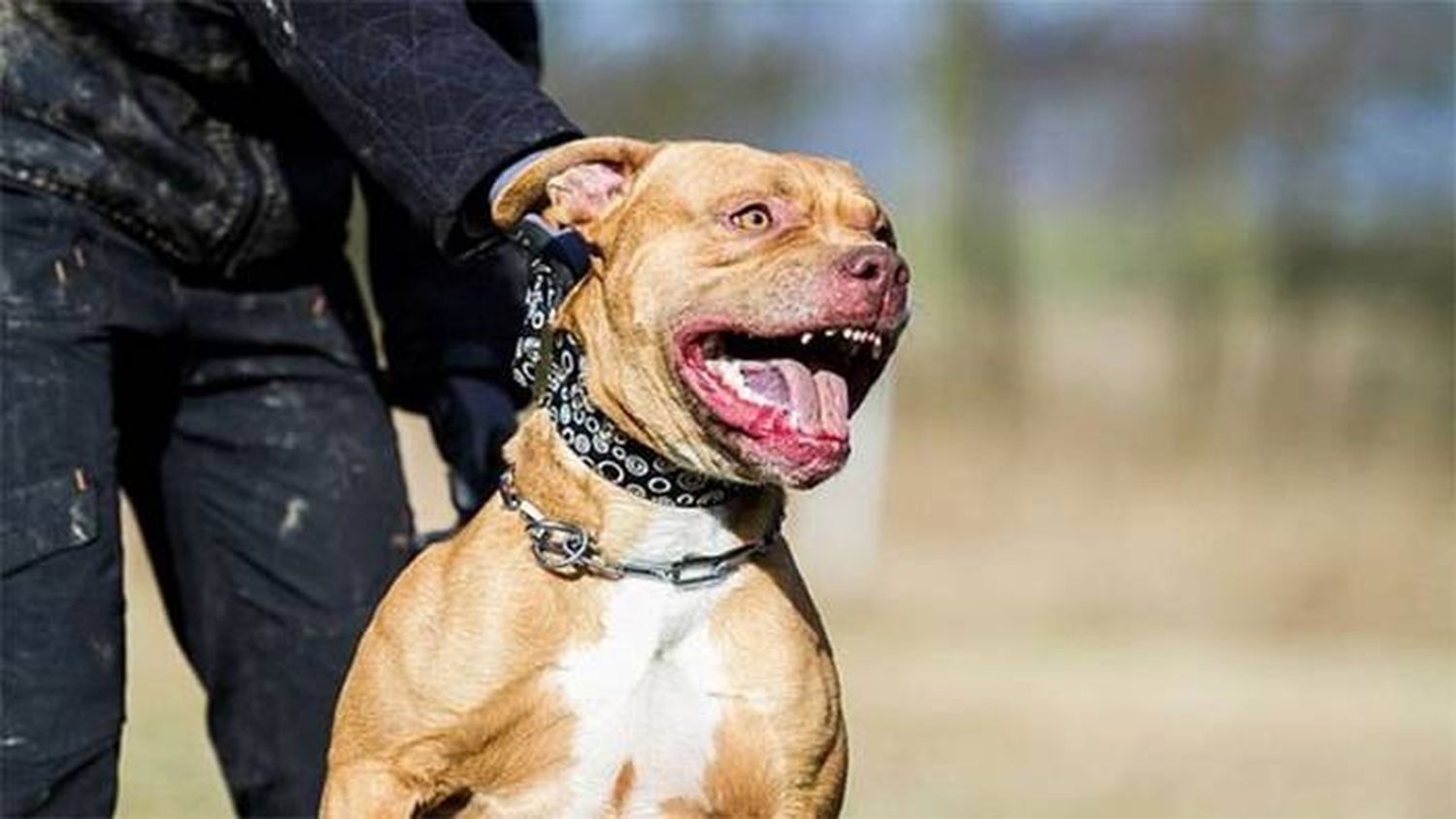 Un pitbull mató a su dueño y  la justicia ordenó sacrificarlo