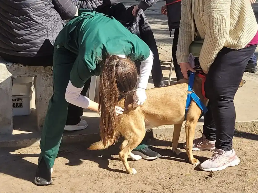 Anuncian una nueva jornada de vacunación antirrábica en el barrio Munilla: días y horarios