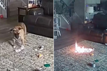 imagen Video: un perro en Carolina del Norte mordió una batería de litio y causó un incendio