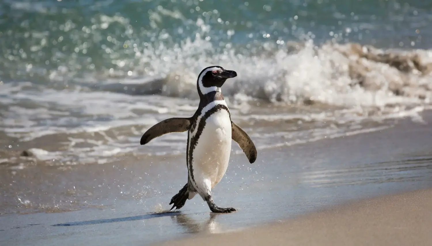 El fenómeno que cautiva a la Patagonia: los pingüinos de Magallanes regresaron a Punta Tombo y así se preparan