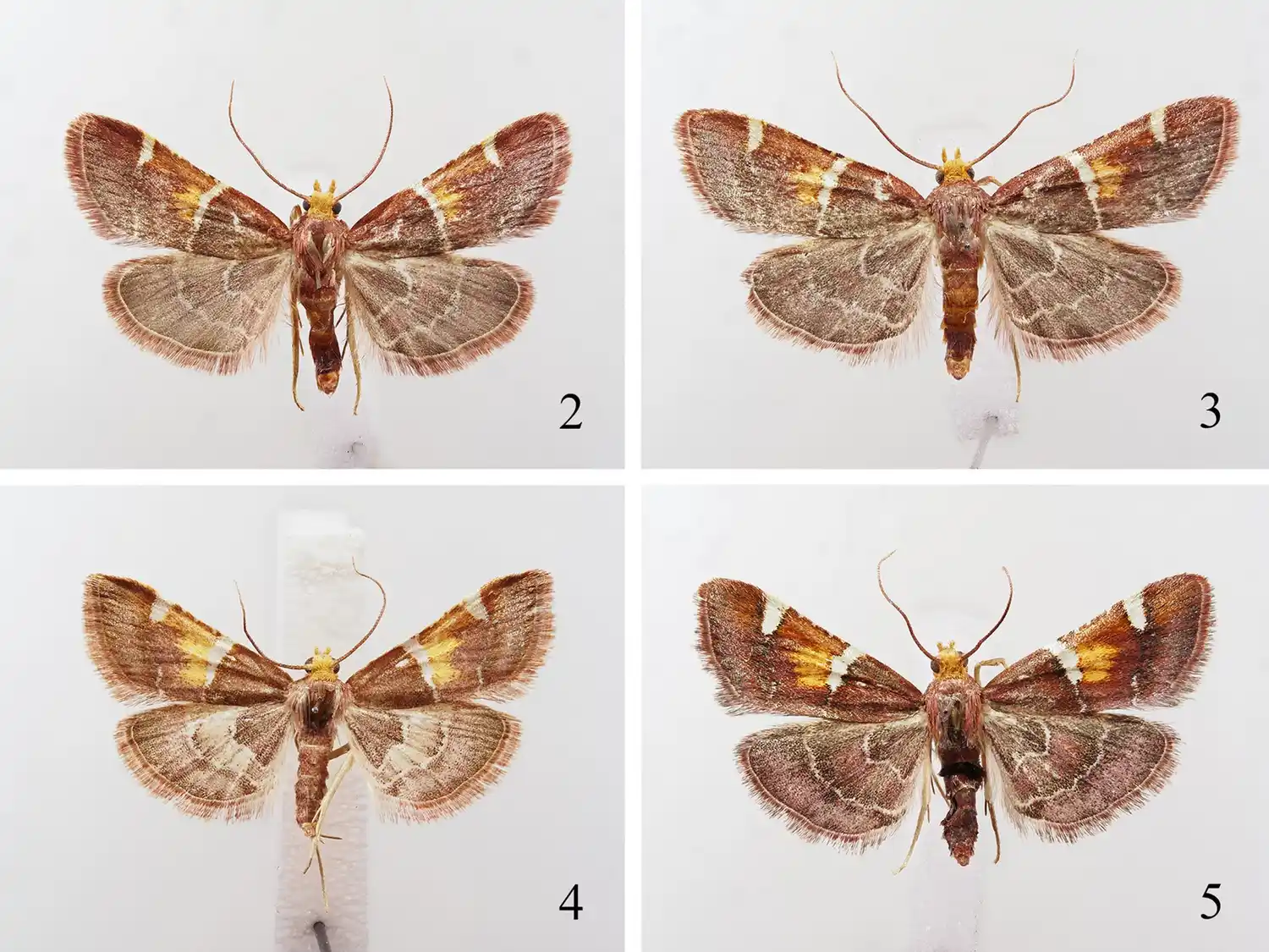 Nombran una nueva especie de polilla en honor al papa León XIV