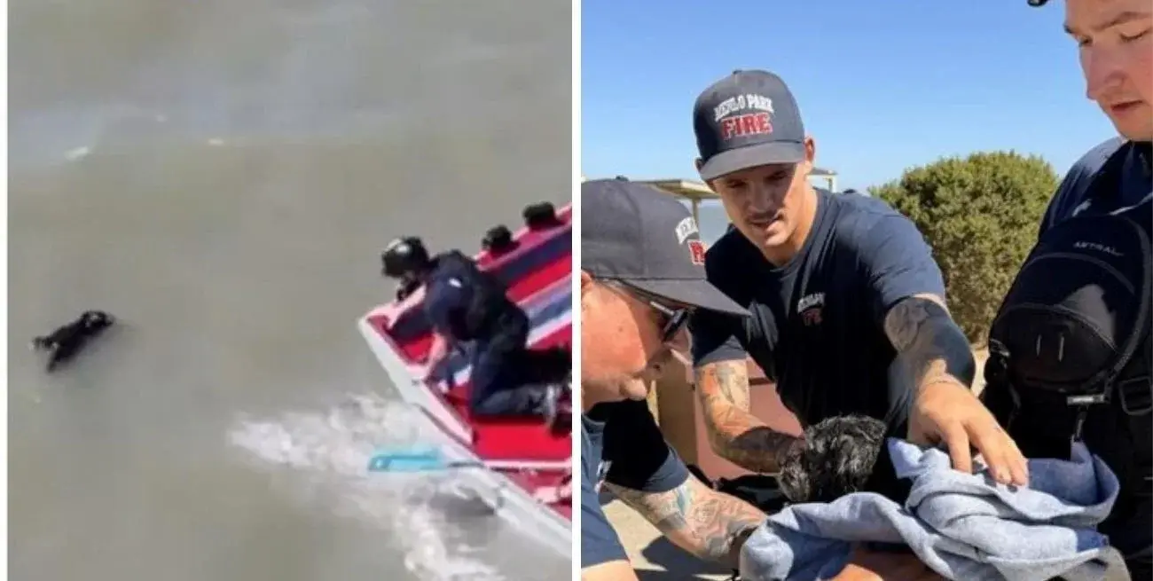 Un dron encontró a un perro que luchaba por no ahogarse y permitió su emocionante rescate