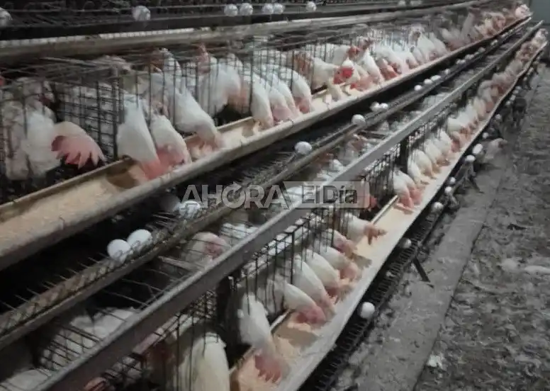 Los motivos del desmesurado aumento de los huevos, que casi duplicaron su precio