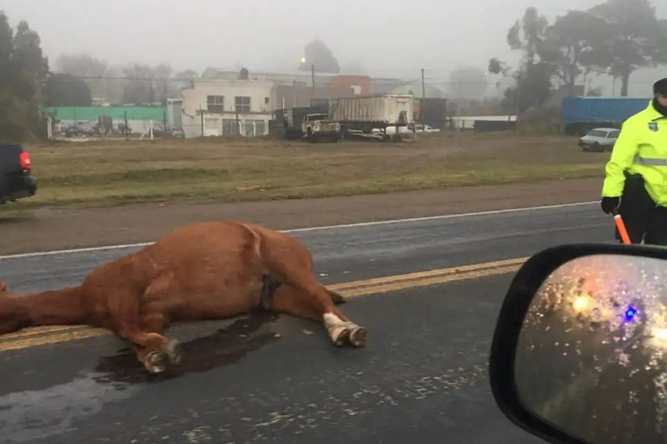 Un auto impactó con un caballo suelto en la Ruta 226