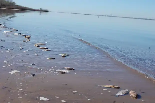 CARU analiza la mortandad de peces sobre la costa del Balneario Ñandubaysal 