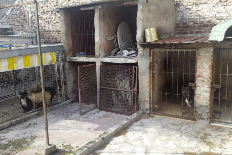 Rescatan a 14 pitbull de un criadero ilegal de perros