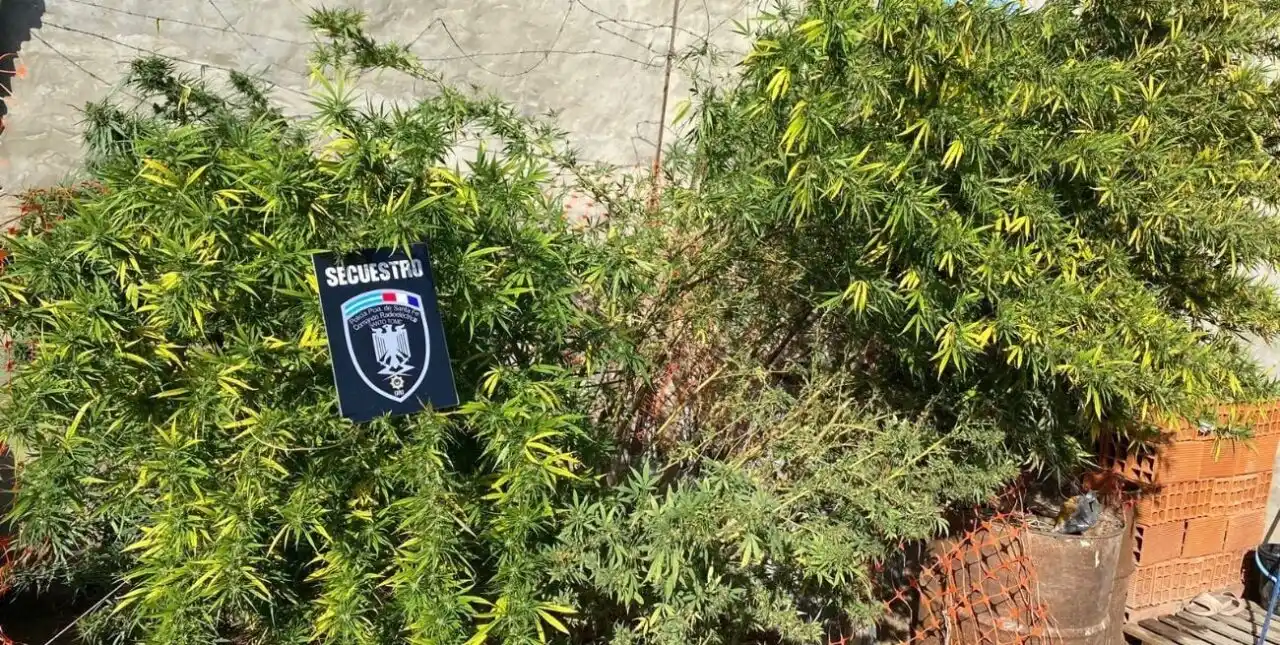 Amenazó a una mujer, lo fueron a detener y hallaron plantas de marihuana en su casa