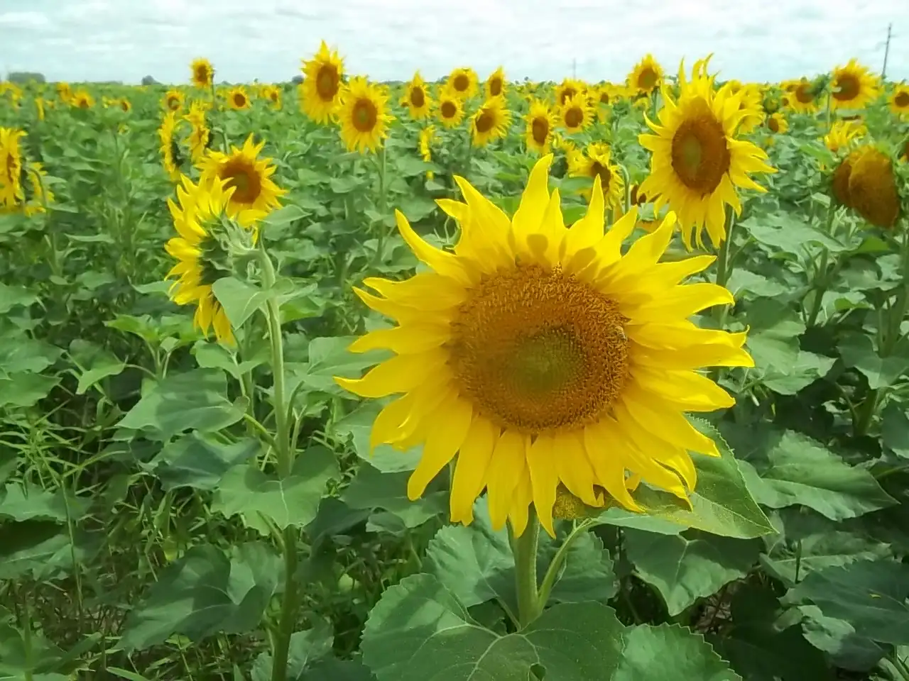 Girasol