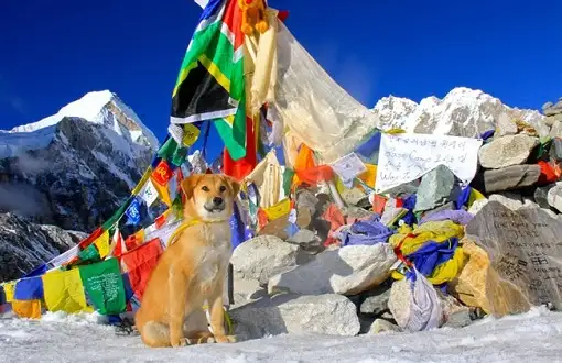 "Guau", el primer perro en escalar el Everest