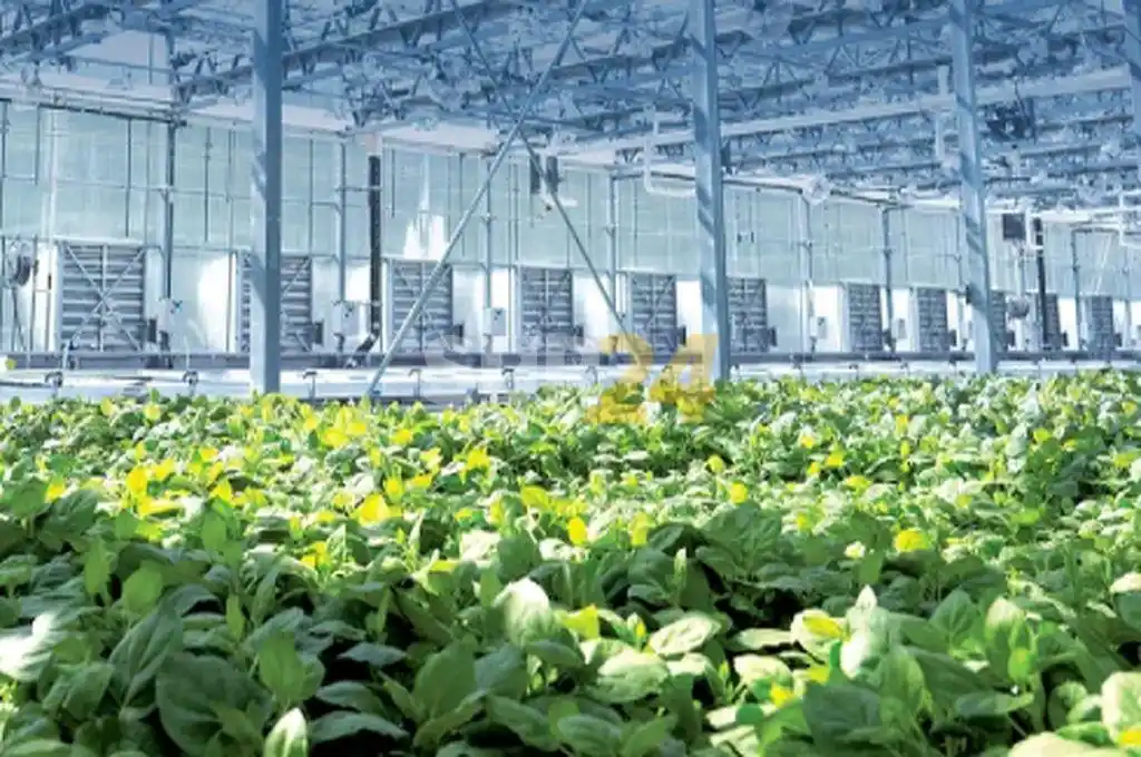 La vacuna “vegetal” contra el coronavirus demostró el 71% de eficacia