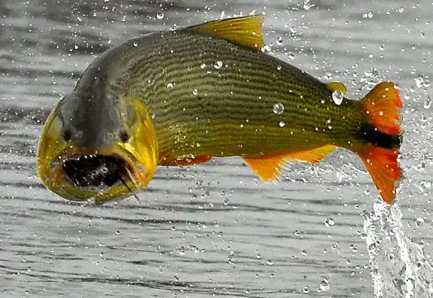 Comenzó la veda para la pesca del dorado, hasta el 31 de diciembre 