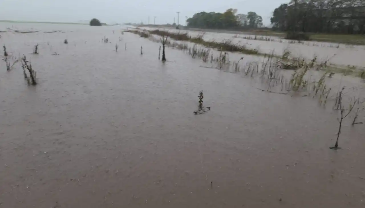 El impacto de las lluvias en los cultivos del norte y oeste bonaerense