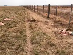 Santa Fe: Mataron y faenaron 8 animales en tres campos 