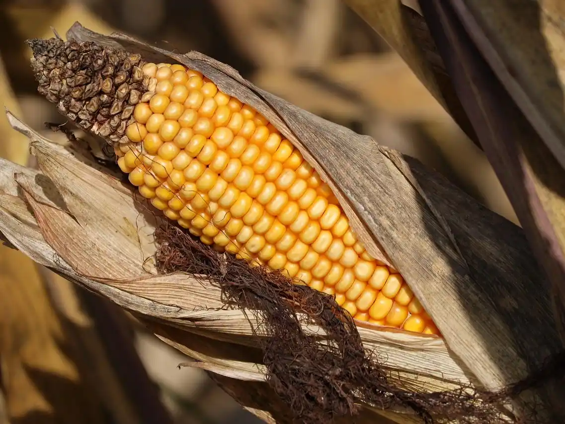 El cambio climático y las cosechas: una amenaza global para la seguridad alimentaria