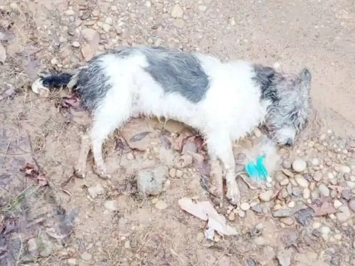 Avances en la causa por envenenamiento masivo de perros y gatos