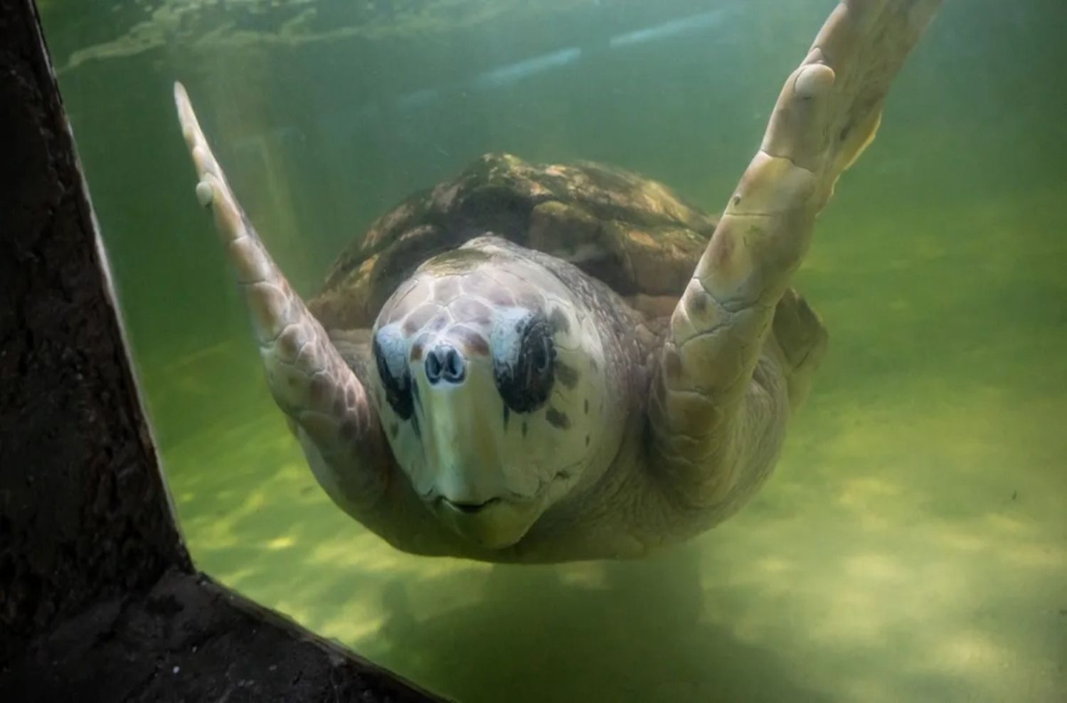 El tortugo Jorge cumplió un año en Mar del Plata: evalúan su regreso al mar