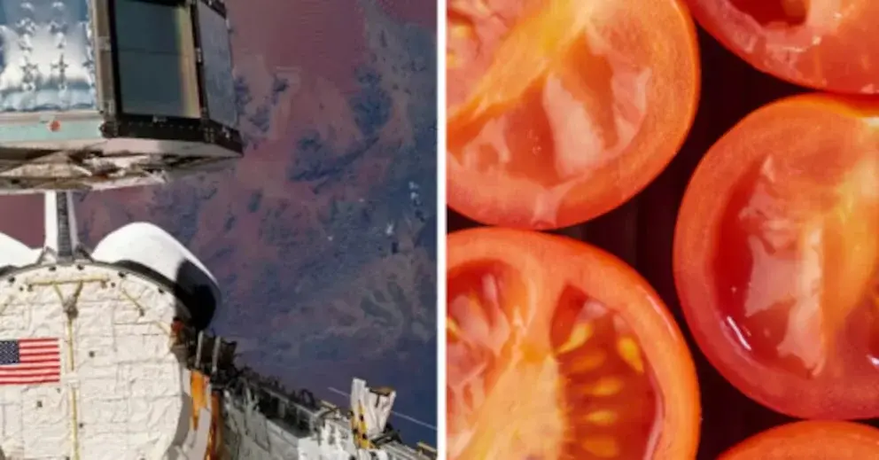 Semillas de tomate enviadas al espacio por la NASA: un hallazgo sorprendente tras seis años en órbita