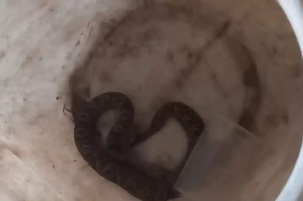 El ofidio era de tamaño mediano