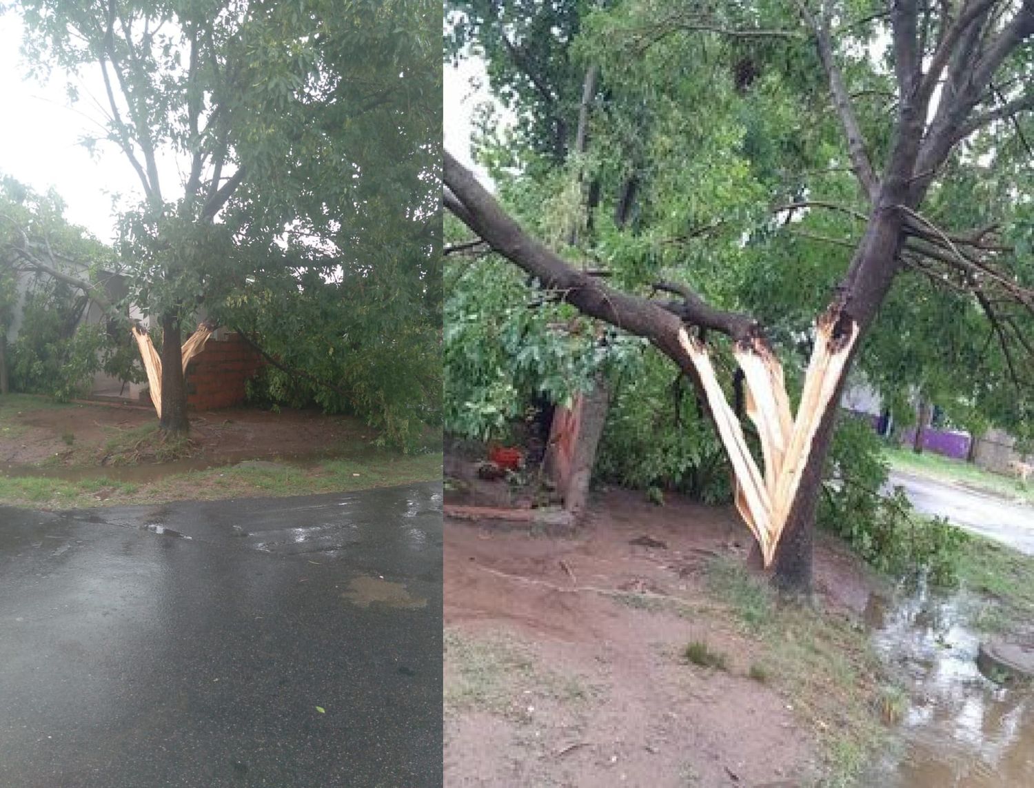 Un rayo partió un árbol en Hermano Indio y Ruffa
