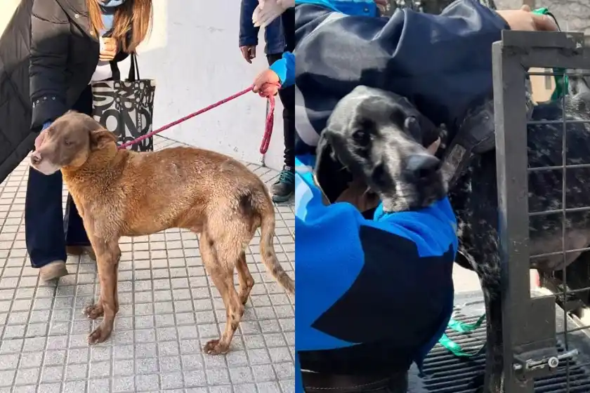 Rescataron más de 170 animales en situaciones de maltrato en Rosario durante 2024