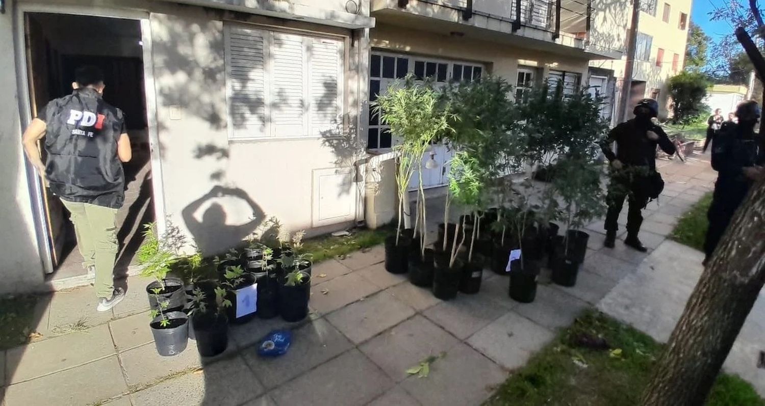 Las plantas que había en un inmueble ubicado en Juan Diaz de Solís 3100.