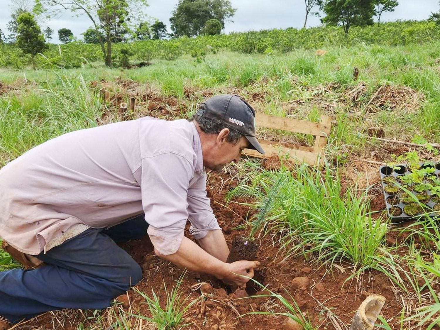 Restauración de la selva misionera: más de 36.000 árboles serán plantados en 2025