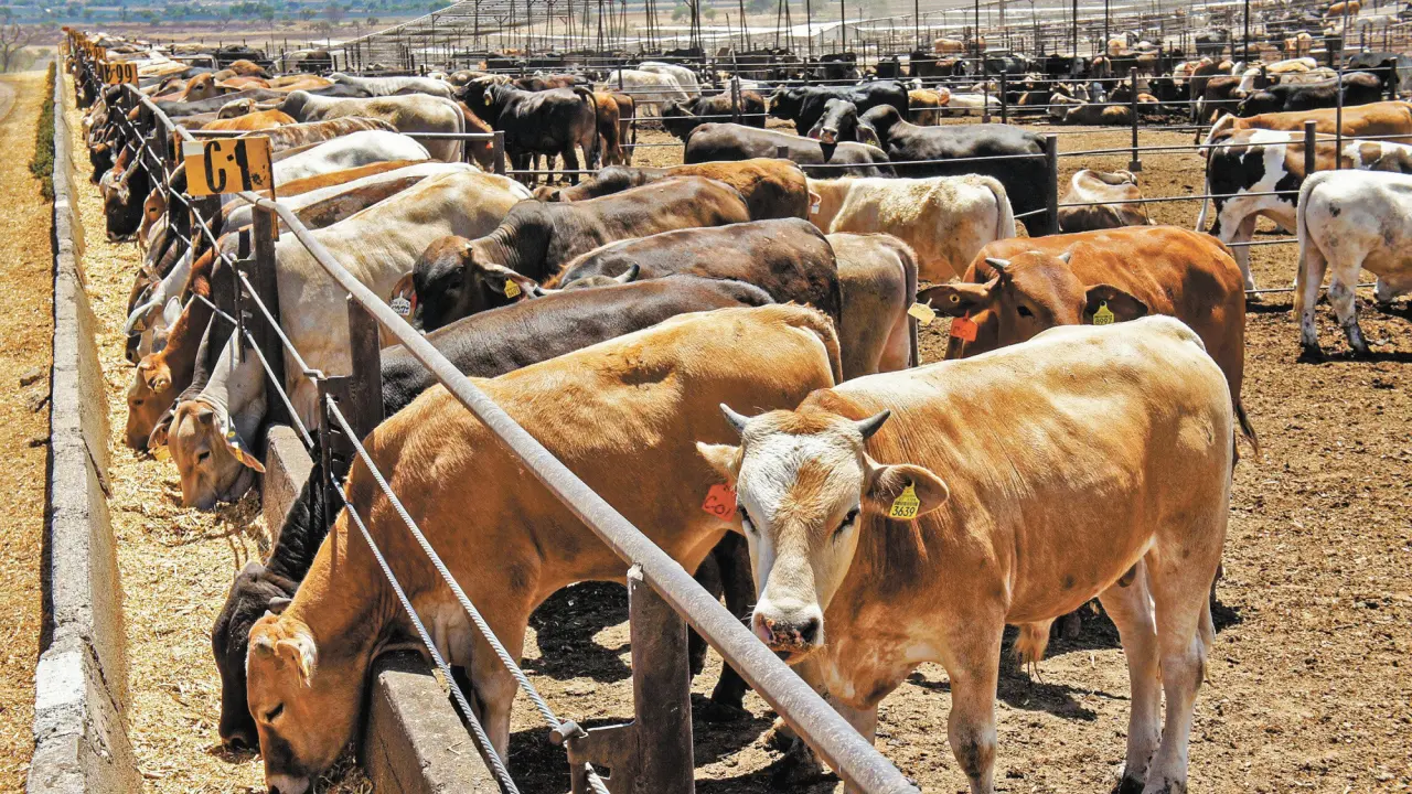 México califica de “EXCESO” las intenciones de EE.UU. de restringir el ganado mexicano
