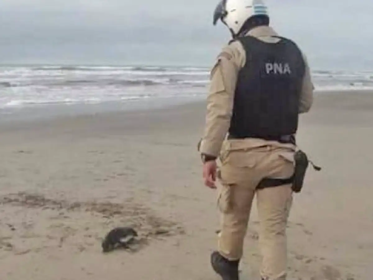 Hallan muertos a siete pingüinos en la costa de Villa Gesell