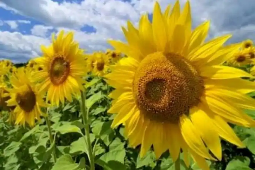 Campo Girasol