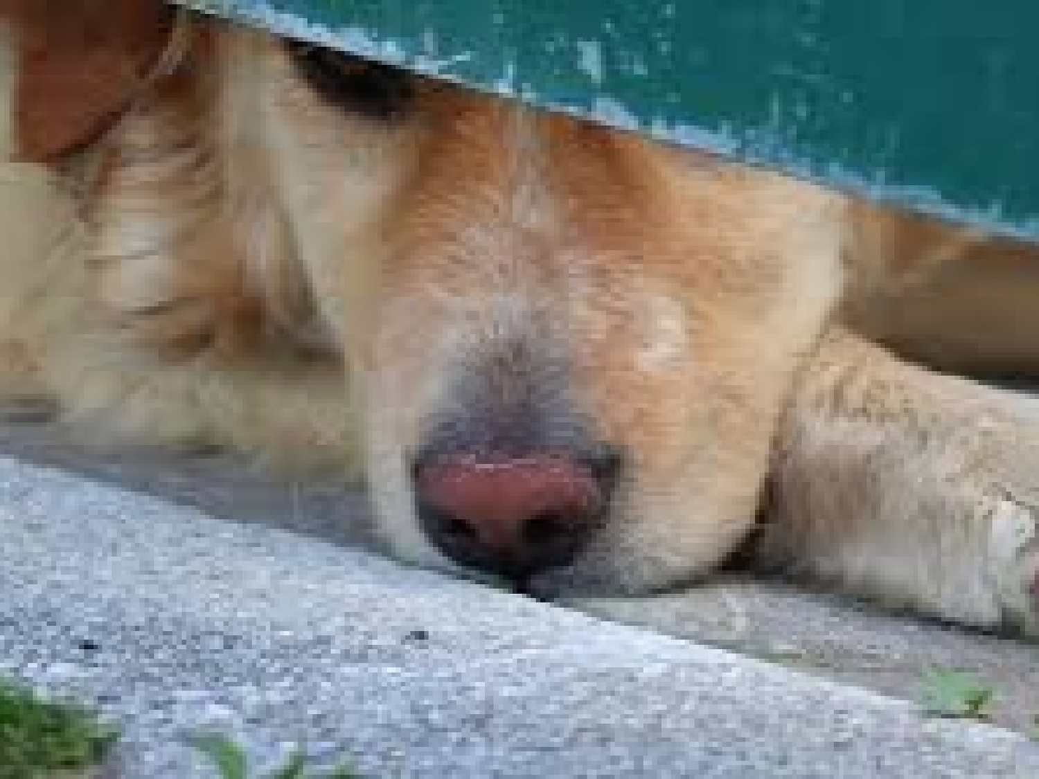 Crueldad animal: donaron alimento envenenado a varios refugios y mataron a más de 20 perros