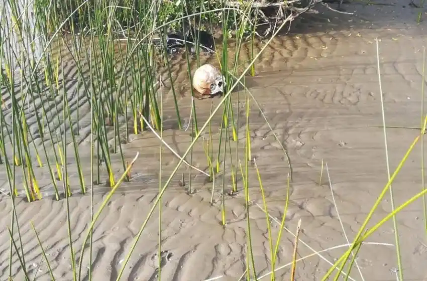 Hallan restos óseos humanos en Punta Lara y despliegan amplio operativo