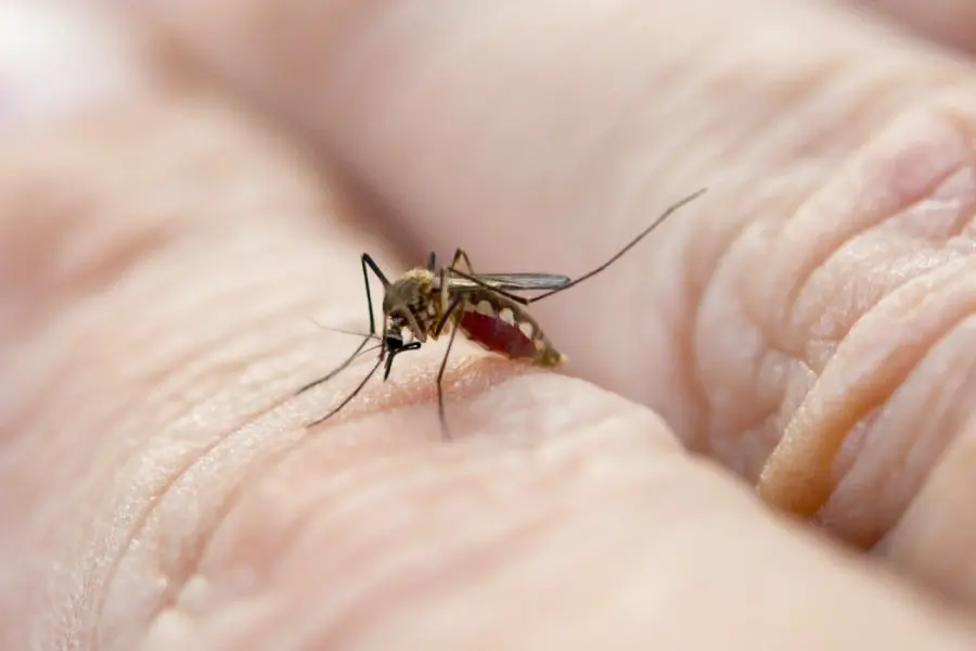 Informan caso de dengue autóctono en Rafaela