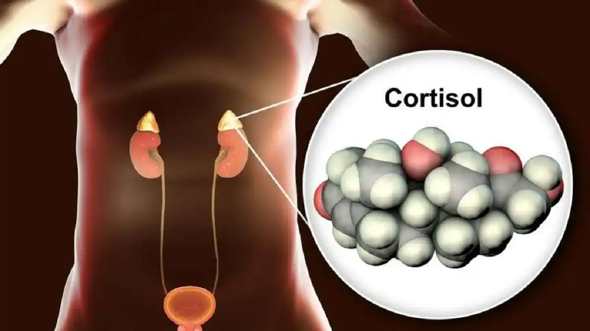 CORTISOL, la «hormona del estrés»: por qué es necesario que sepas de qué se trata