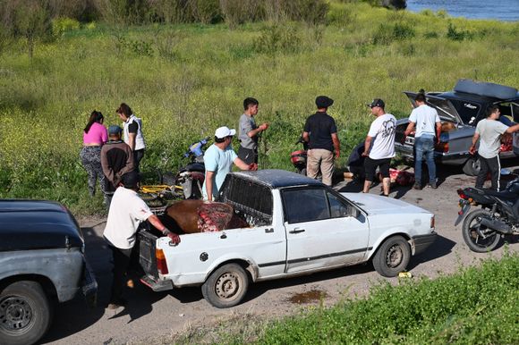 Volcó un camión jaula en ruta 9: ''Ahora vamos a comer asado'', la palabra de los vecinos que faenaron las vacas