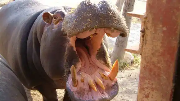¡MILAGRO! Un hipopótamo se tragó a un niño de dos años, lo escupió y quedó vivo