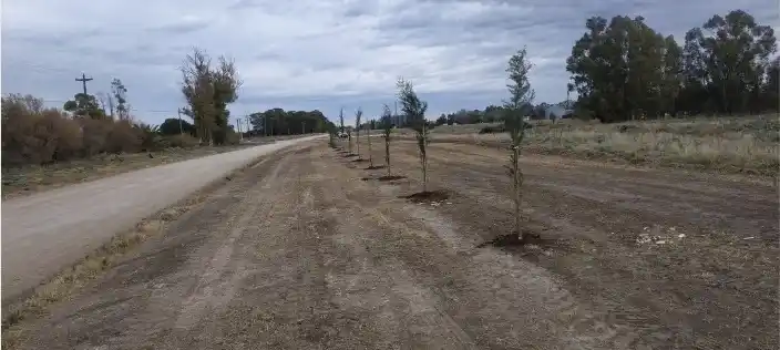 En Oriente forestaron el camino al 
Puente Viejo e instalaron luminarias