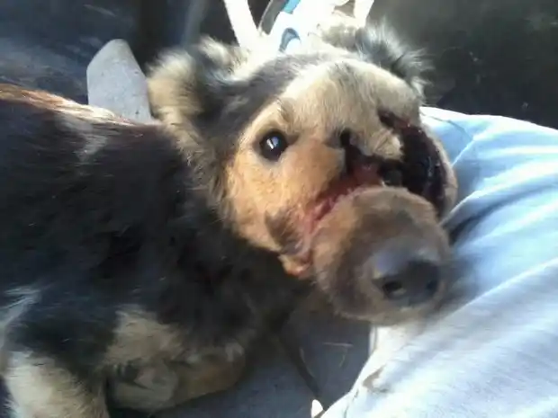 Indignación por el estado de una perrita abandonada