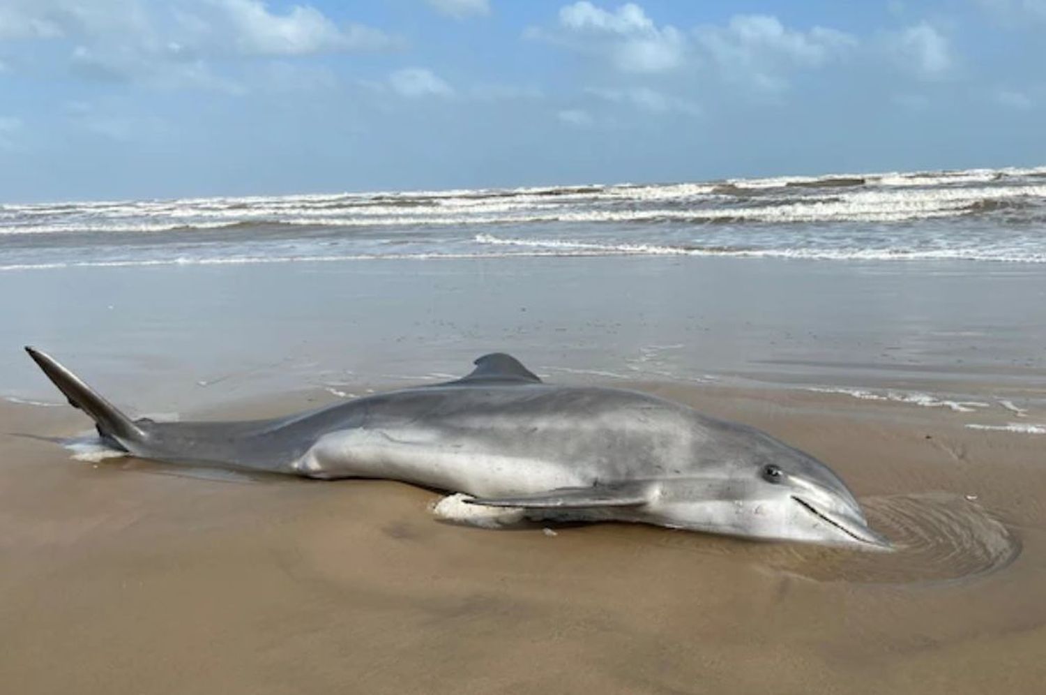 Un delfín es acosado y muere en una playa de Texas: ofrecen una recompensa de US$ 20 mil