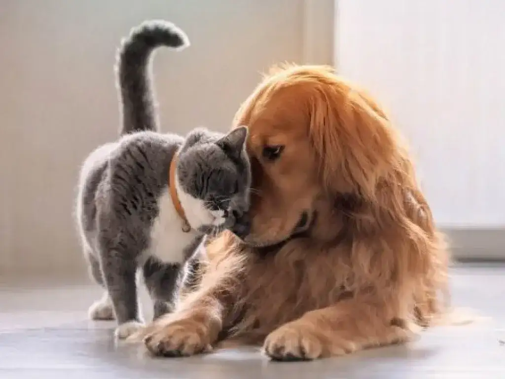 Un informe reveló que tres de cada cuatro personas necesitan mejores consejos para prevenir parásitos en sus mascotas.