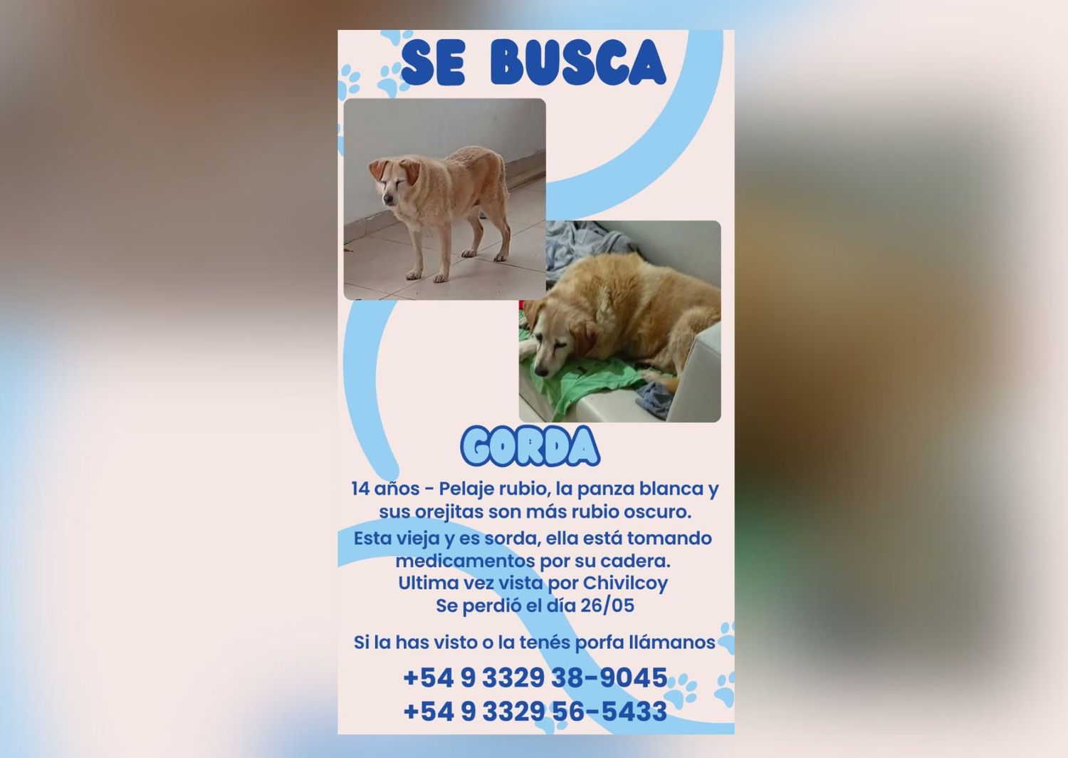 Solucionado: Agostina busca a su perrita Gorda