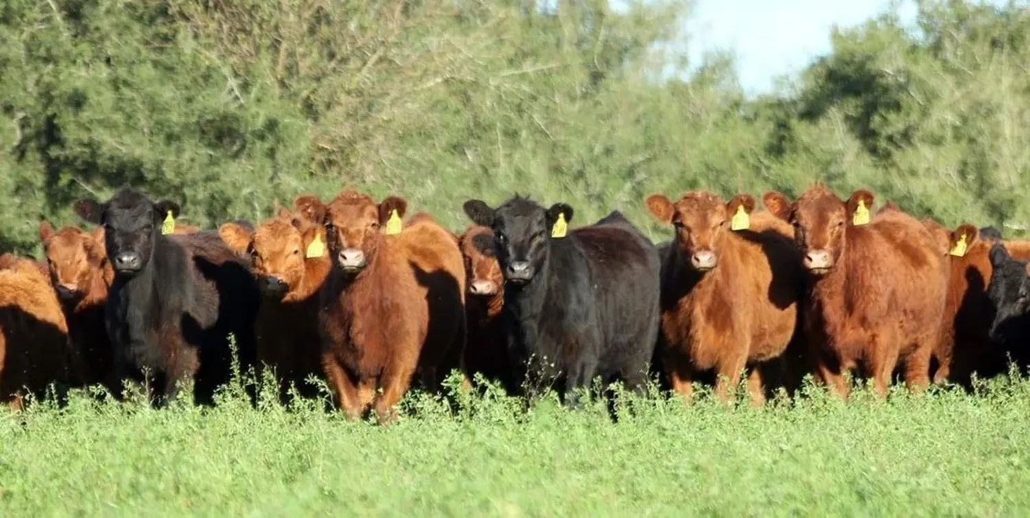 Invernada: buenos valores para el ternero frente a una zafra, aun con escaso desarrollo