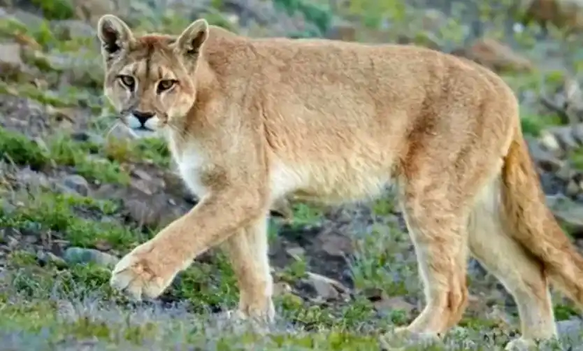 Sigue la búsqueda del puma que fue visto en las inmediaciones de un country