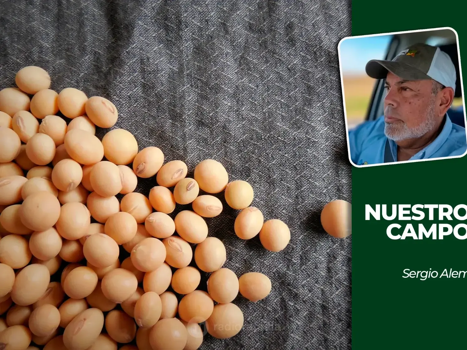 Cañuelas acumuló 18.273 cabezas y la soja cotizó a 550.000 pesos por tonelada