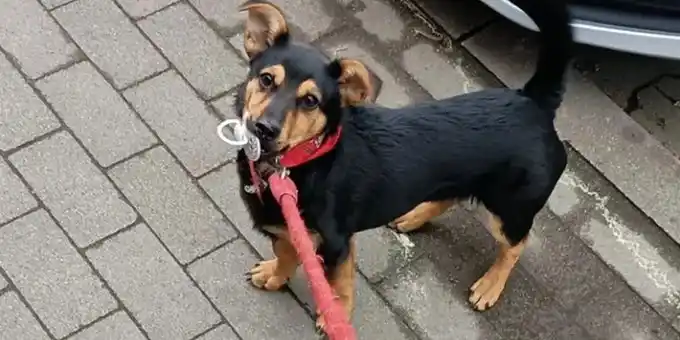 Coco, el perro aislado en Ezeiza, se reencontró con su familia