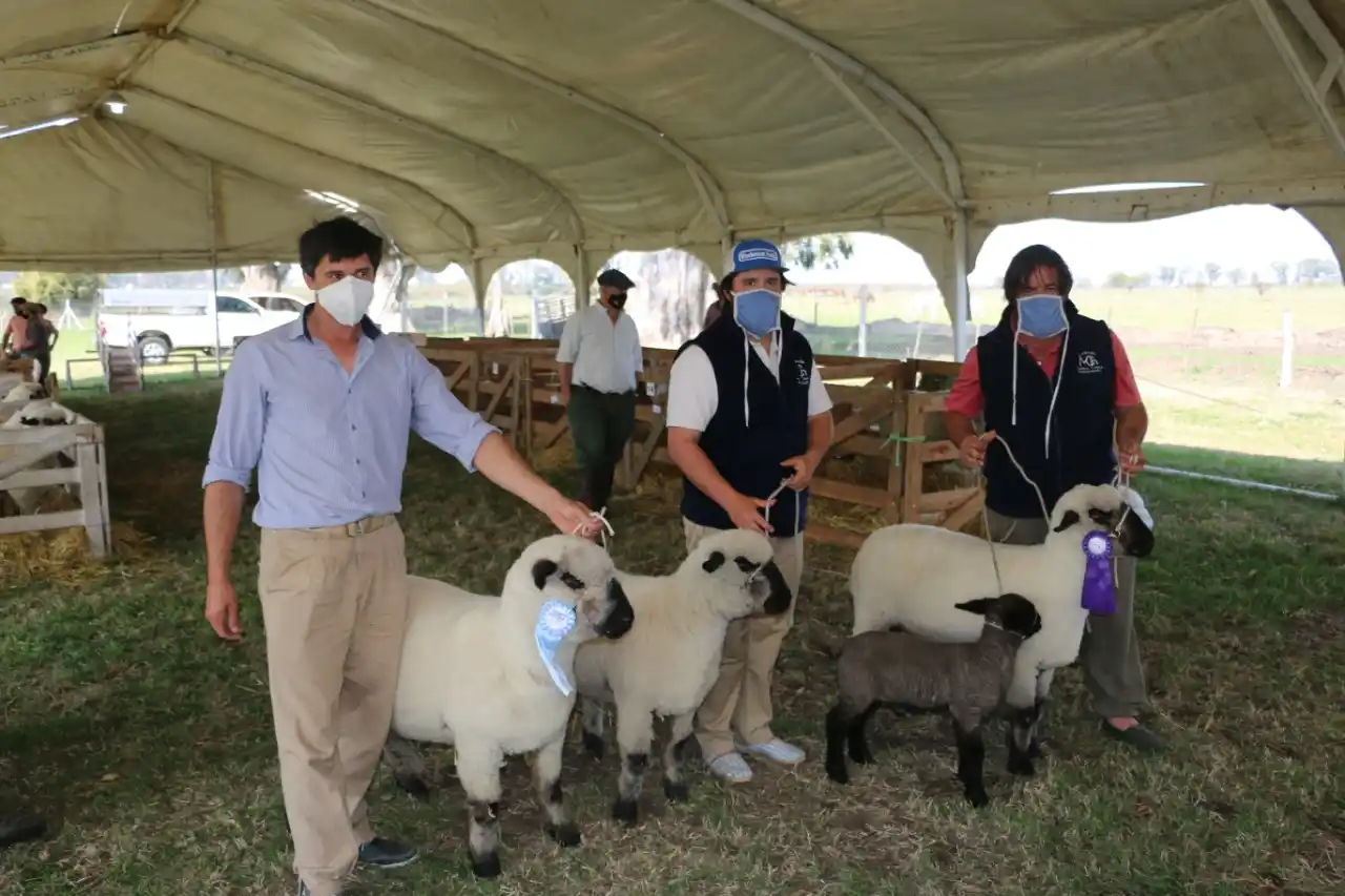 Se realizó la jura de ovinos en la Expo con la participación de cabañas del Departamento