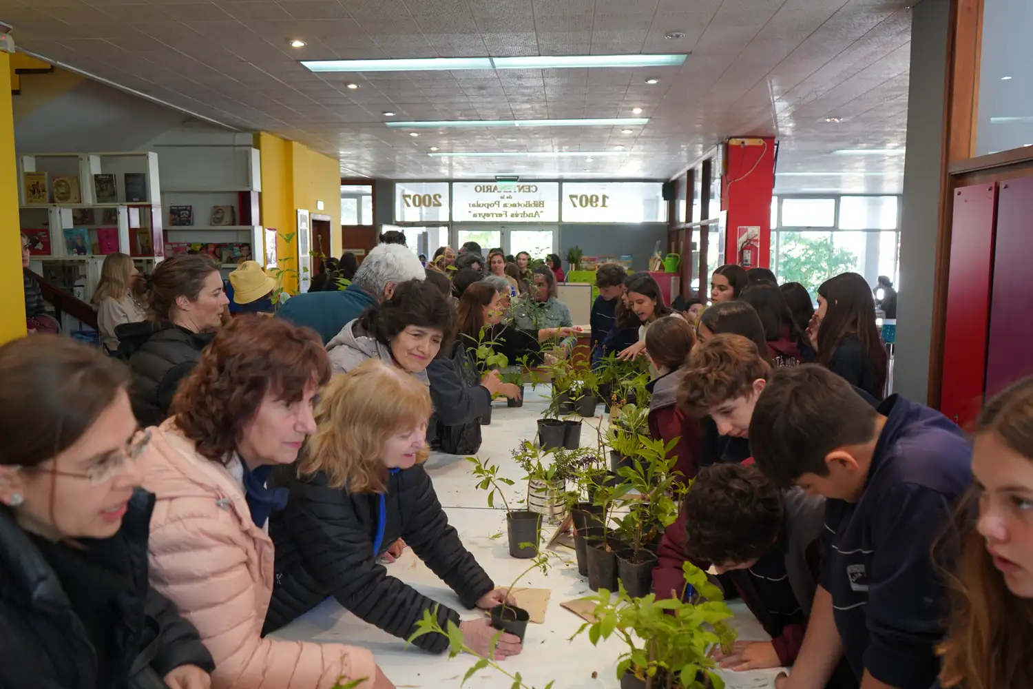 Suelta de plantines