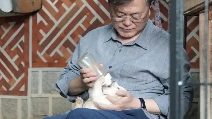 Lea aquí lo que plantea el presidente de Corea del Sur para proteger a los perros