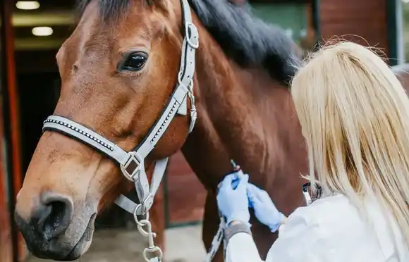 Frenan contrabando de 1.200 vacunas contra encefalomielitis equina