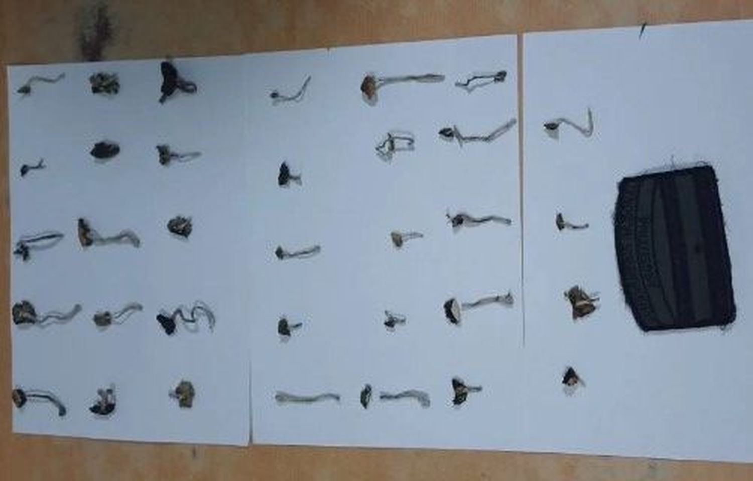 Secuestraron 34 hongos alucinógenos en un control sobre el puente Chaco – Corrientes