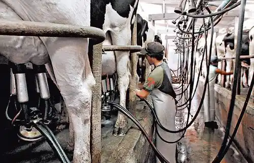 La leche argentina es una de las más caras del mundo
